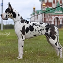Аватара пользователя