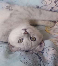 Аватара пользователя