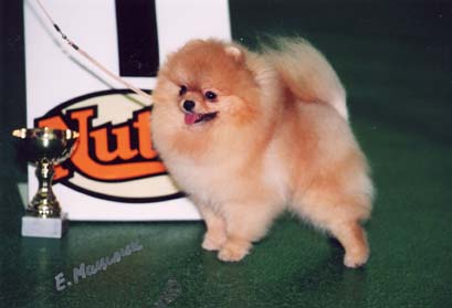 немецкий миниатюрный шпиц (цвергшпиц) Jan-Shars Harry Potter. <br />http://www.spitz-club.ru/baza/dog.php?id=217