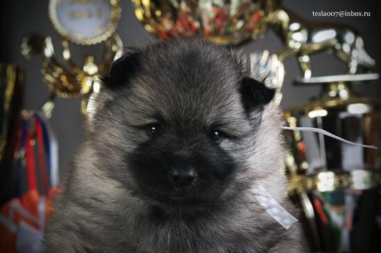 ЩЕН БЕЛ.jpg