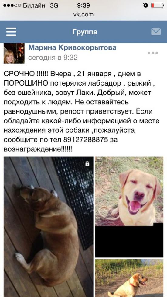 пот лабр палевыйO7it4uDPQFM.jpg