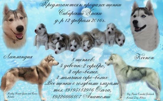 презентация+помёта.jpg