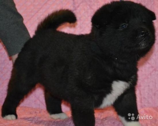 щенки мальчик 1,5 мес.jpg