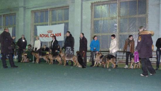Конкурс питомников.Судья попросил оставить на ринге четырех лучших собак!