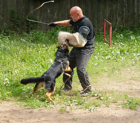бася атакует.jpg