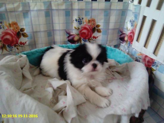 Тоширо 2 день на новом месте.jpg