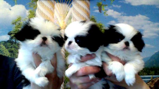 Внуки Лики и Кичиро.jpg