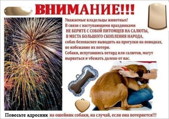 не брать собак на салют.jpg