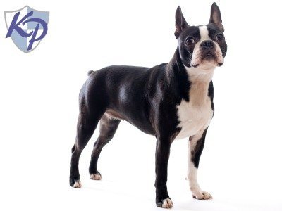 Boston-Terrier.jpg