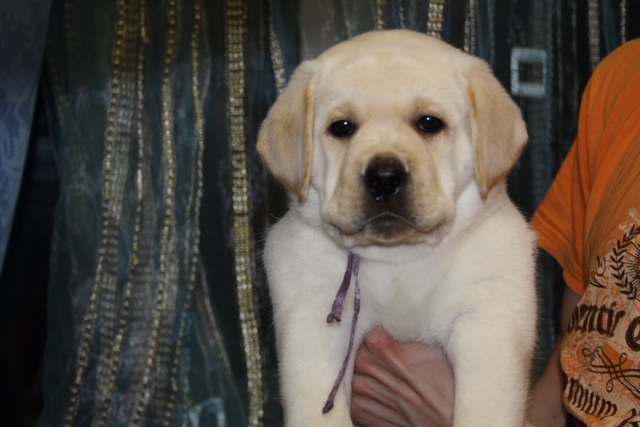 Девочка