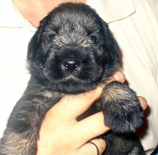 Pup_Lina_T_T_N_8P.jpg