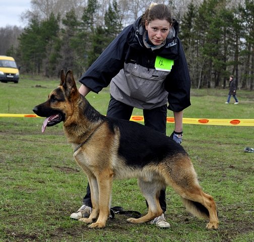 Гордон