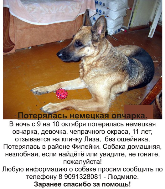 овчаркаTZ4WKHAJsYU.jpg