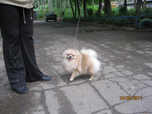шунька 12.jpg