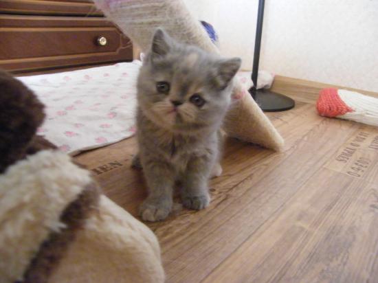 Котенок1.jpg