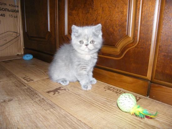Котенок2.jpg