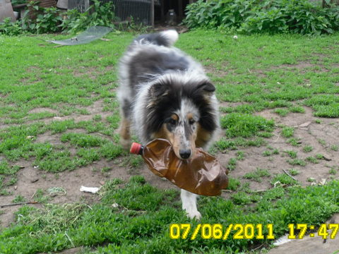 Наверно,все собаки любят играть с бутылками,мой не исключение.