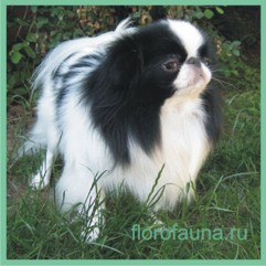 фауна.jpg