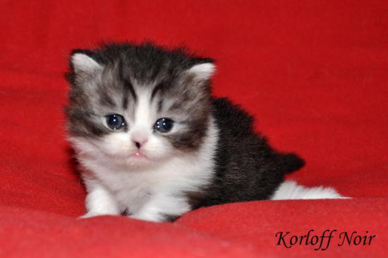 Korloff Noir Stefan Meow