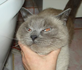 полубританецLROKdzaM5hI.jpg