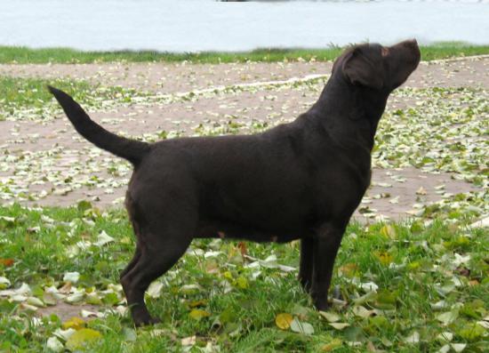 labrador3.jpg