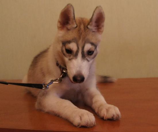 DSC02198_cr.jpg