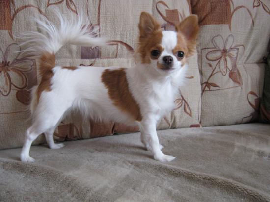 Копия IMG_2631.JPG