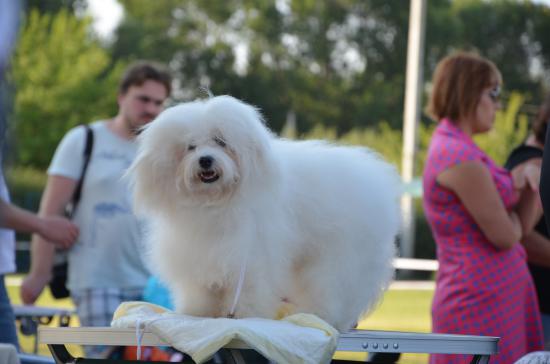 Август 2013 Днепропетровск CACIB