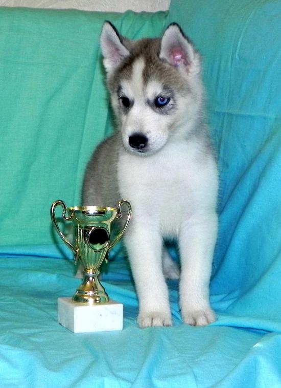 Сука 4-4.jpg