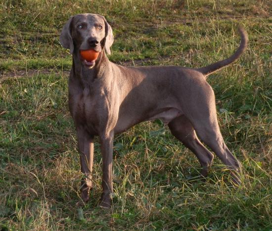 ПАПА CANIS FORTUNA (FCI) RANDALP <br />ПРИВЕЗЁН из питомника Canis Fortuna (Польша)