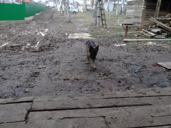 най овчарка нововятскPZLCpzHybPQ.jpg