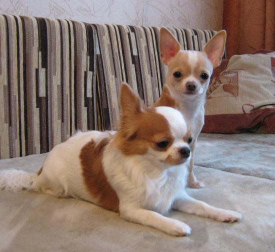 Копия IMG_6252.JPG