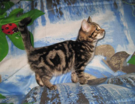 ФЛОРА стоит !!!.jpg