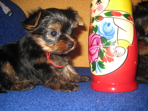 девочка и матрешка 1.jpg