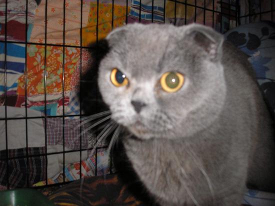 най кошка висл серyZXEPYoG2b8.jpg