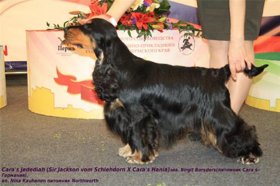 CARA'S JEDEDIAH.jpg