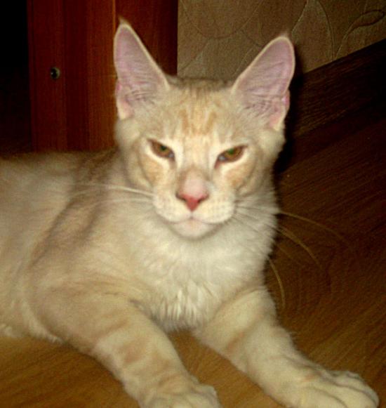 bulat4mon.jpg