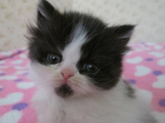 кошечка Милена