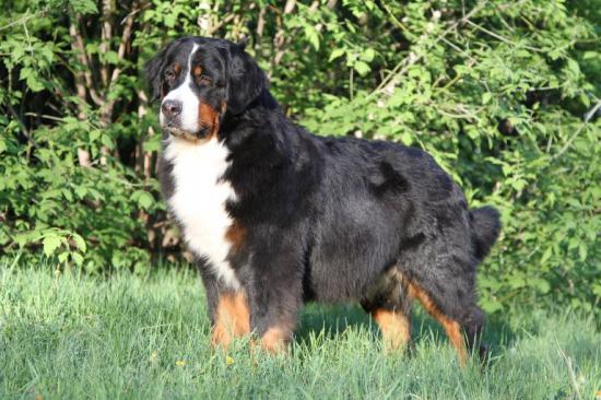 мать USLADA MOYA (SPLENDID THREE COLOR BRISTOL-ANSVEL ASTORIA) <br />RUS JCH; RUS-RKF-KZ CH, 3*CACIB; RCACIB "Россия - 2010", HD A DM-clear