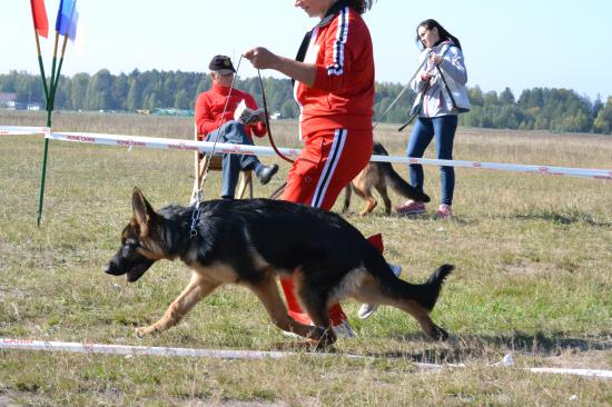 Гракс2.JPG