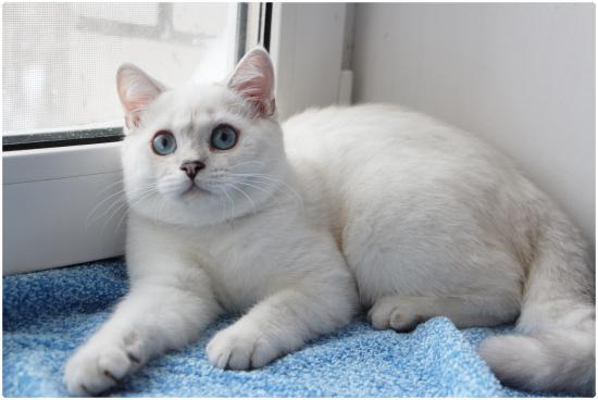 котик Ice-Bear