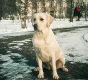 АВЕ КОНКОРД ФОРТУНА.jpg