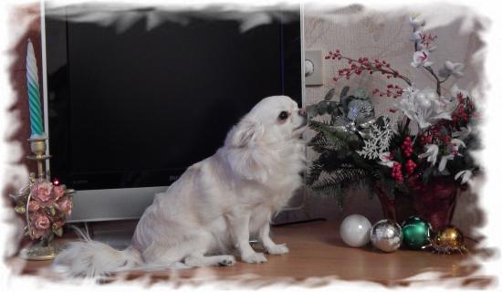 Копия DSCN0181.JPG