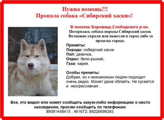 пот хаски сиб2WKfd_fU88Q.jpg