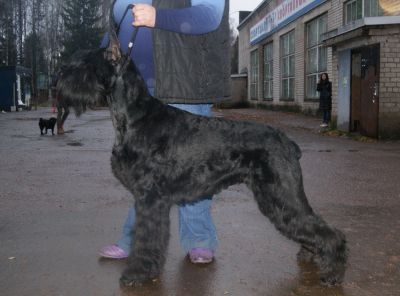 Цвериз Дивная Краса, ЧРоссии,ЧРКФ,Т-1