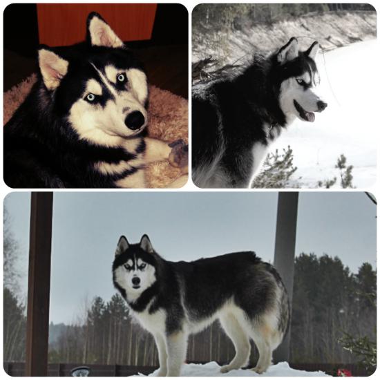 collage2.jpg