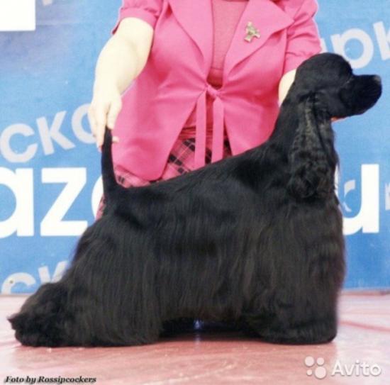 Папа