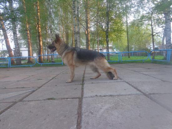 ,эл2.jpg